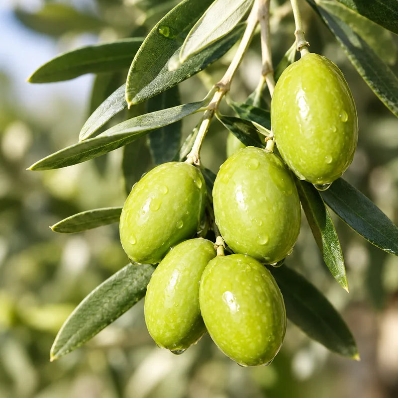 Aceite de oliva